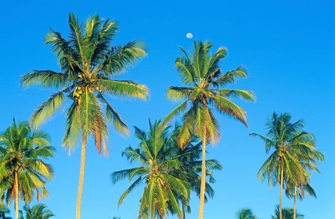Moon and palm trees on Mikadi Beach, Dar es-Salaam, Tanzania, Africa, June 2000, vintage, retro,