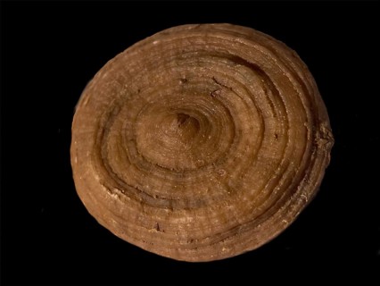 Fossil coral, petrification, Cunnolites sp., fossil, chalk, Santonium, Gosau layers, around 80