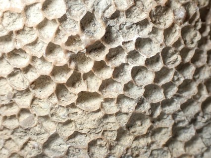 Fossil coral, petrification, Favorites spec., fossil, Silurian around 430 million years old,