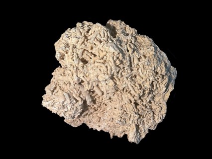 Fossil coral, petrification, Dendrophyllia candelabrum, fossil, Middle Dan, about 60 million years