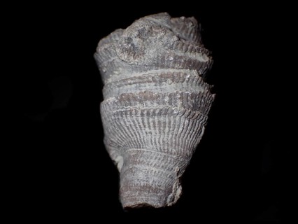 Fossil coral, petrification, cystiphyllum tenue, fossil, siluric around 430 million years old,