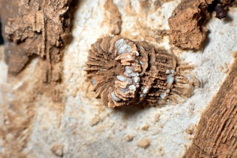 Fossil coral, petrification, Thecosmilia trichotoma., fossil, Malm, Jura, around 150 million years