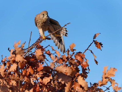 Female Common Kestrel (Falco tinnunculus) stretching wings on a branch, Berlin, Germany