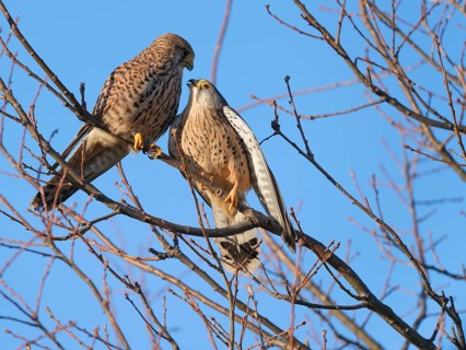 Pair of kestrels (Falco tinnunculus) cuddling. Berlin, Germany