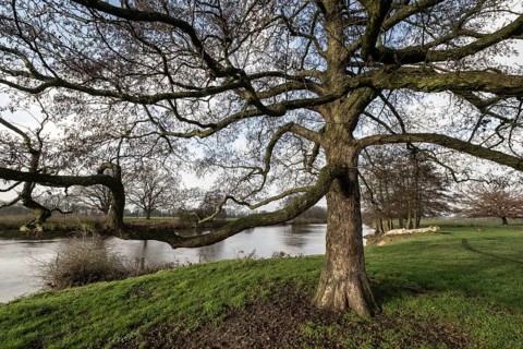Schwarzerle an der Ems, Emsland, Lower Saxony, Germany