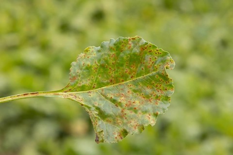 Sugar beet (Beta vulgaris) leaf with Rust (Uromyces betae) fungal plant pathogen disease, England,
