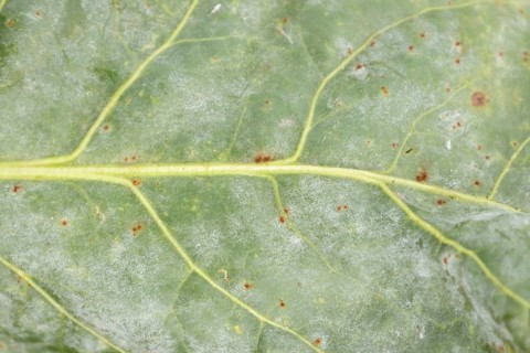 Sugar beet (Beta vulgaris) leaf with Rust (Uromyces betae) and Powdery mildew (fungal plant