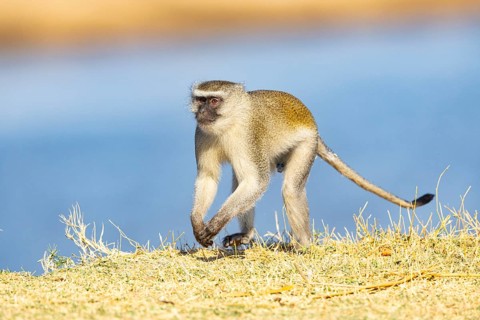 Vervet Monkey (Cercopithecus aethiops) South Luangwa NP Zambia August