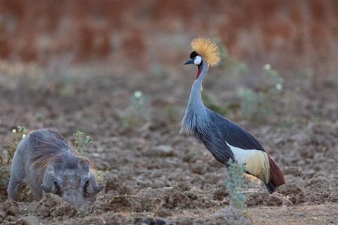 Crowned Crane (Balearica regulorum) and Worthog searching food South Luangwa NP Zambia August