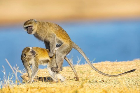 Vervet Monkey (Cercopithecus aethiops) mating South Luangwa NP Zambia August