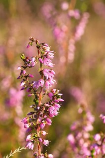 Flowering heather (Calluna vulgaris), heather, Trupacher Heide nature reserve, Siegen, North