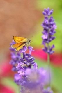 Large skipper (Ochlodes venatus), collecting nectar from a flower of Common lavender (Lavandula
