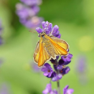 Large skipper (Ochlodes venatus), collecting nectar from a flower of Common lavender (Lavandula