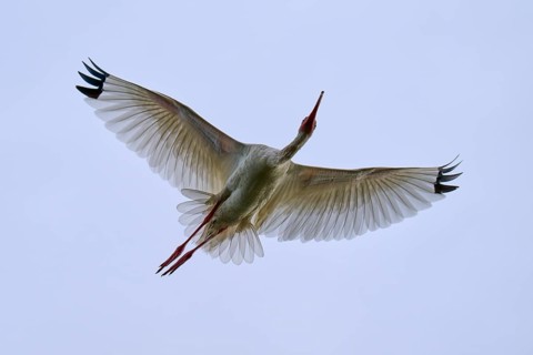 A bird flies majestically in the clear blue sky with outstretched wings, Snowy Ibis (Eudocimus
