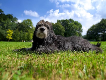 Mischlingshund lying in the grass, Englischer Garten, Munich, Bavaria, Germany