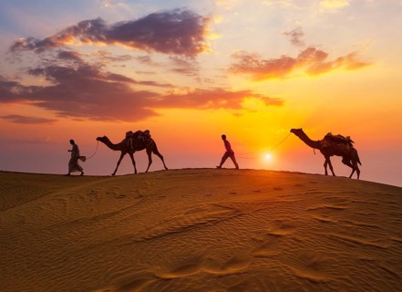 Indian cameleers camel drivers bedouin with camel silhouettes in sand dunes of Thar desert on
