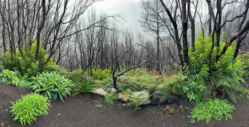 Burnt trees on the PR17 Pinaculo e Folhadal hiking trail, Levada, Irrigation Canal, Madeira,