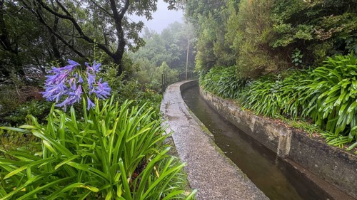 PR17 Pinaculo e Folhadal hiking trail, Levada, Irrigation Canal, Madeira, Portugal