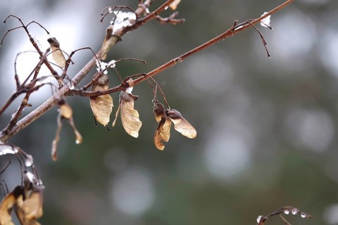 Maple with water drops, late autumn, Germany