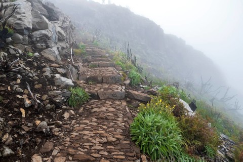 Hiking trail PR 1, 2 to Pico Ruivo, Mist, Madeira, Portugal