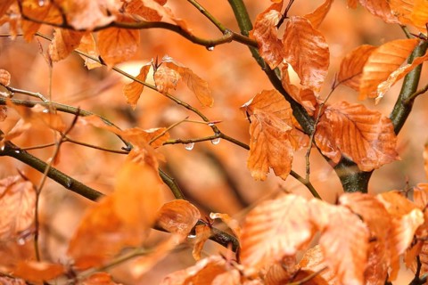 Beech branches with drops of water, late autumn, Germany