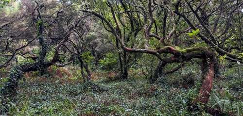 Laurel trees (Ocotea foetens) overgrown with moss and plants, old laurel forest, Laurisilva,