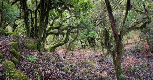 Laurel trees (Ocotea foetens) overgrown with moss and plants, old laurel forest, Laurisilva,
