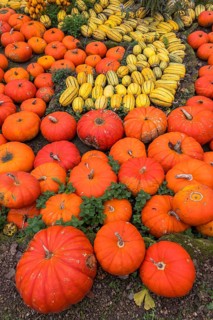 Decoration with pumpkins on a farm