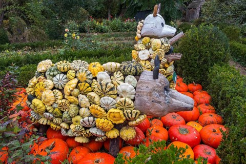 Decoration with pumpkins on a farm