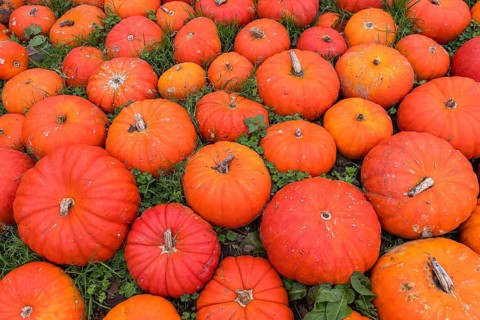 Ripe red pumpkins