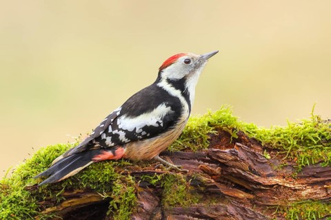 Middle spotted woodpecker (Dendrocopos medius), male sitting on an old branch overgrown with moss,