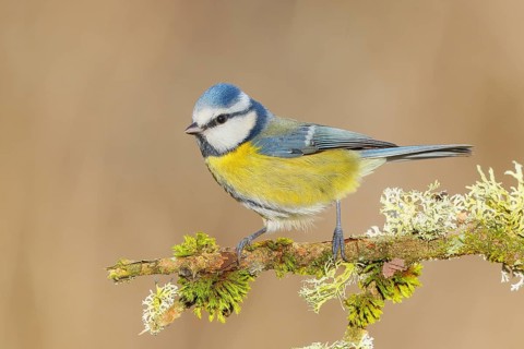 Blue tit (Parus caeruleus), sitting on a branch overgrown with moss and lichen, Wildlife, Animals,