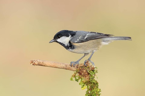 Fir tit (Periparus ater), sitting on a branch covered with moss, wildlife, animals, birds, tits,