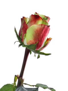 Hybrid rose (Rosa hybrida)