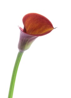 Pink Calla, Rehmann Calla (Zantedeschia rehmannii)