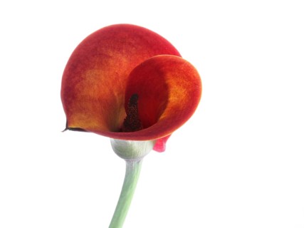 Pink Calla, Rehmann Calla (Zantedeschia rehmannii)