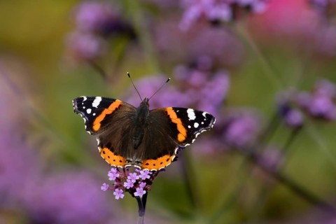 Red admiral butterfly (Vanessa atalanta) adult insect feeding on garden purple Verbena flowers in