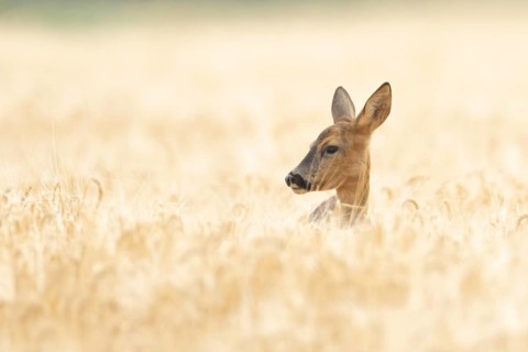 Roe deer (Capreolus capreolus) adult animal female doe in a farmland barley field in summer,