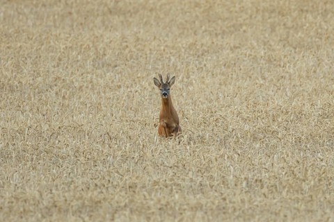 Roe deer (Capreolus capreolus) adult animal male roebuck running in a farmland wheat field in