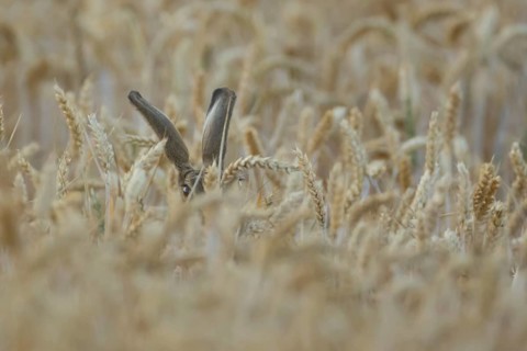 European brown hare (Lepus europaeus) adult animal in a farmland wheat field in summer, England,