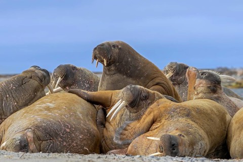 Atlantic walruses (Odobenus rosmarus) colony resting at terrestrial haulout / haul-out on beach