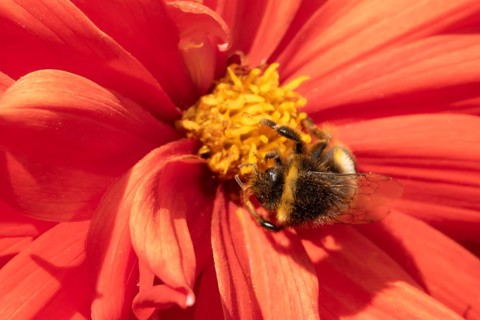 Buff tailed bumble bee (Bombus terrestris) adult insect feeding on garden Dahlia flower in the