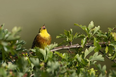 Yellowhammer (Emberiza citrinella) adult male bird singing in a hawthorn hedgerow in summer,