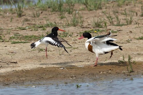Eurasian oystercatcher (Haematopus ostralegus) adult wading bird fighting with a Shelduck (Tadorna