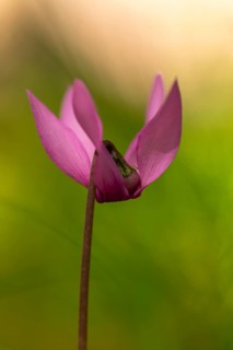 Delicate cyclamen blossom in Bad Reichenhall. Close-up of flowers on hiking trail in the Alps