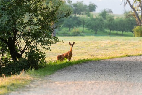 Deer and fawn cross the forest trail at sunset