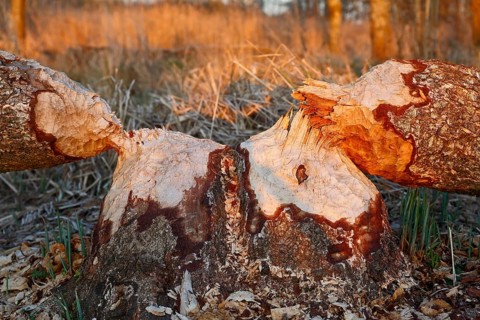 Beaver (Castor fibre), tree felled by a beaver, activities of a beaver, beaver cutting, Peene