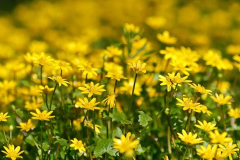 Lesser celandine (Ficaria verna, synonym: Ranunculus ficaria L.), flowers in a damp location, Peene