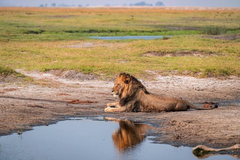 Maned lion, lion (Panthera leo), Ihaha, Chobe National Park, Botswana