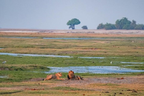 Maned lion and lioness, lion (Panthera leo), Ihaha, Chobe National Park, Botswana